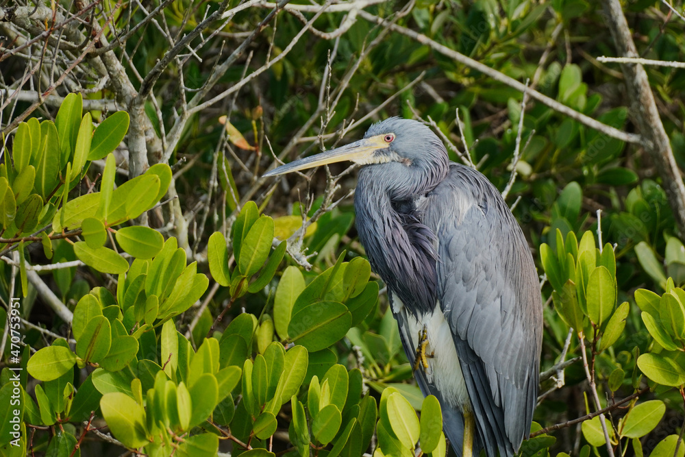 Fototapeta premium Little Blue Heron perched in a tree