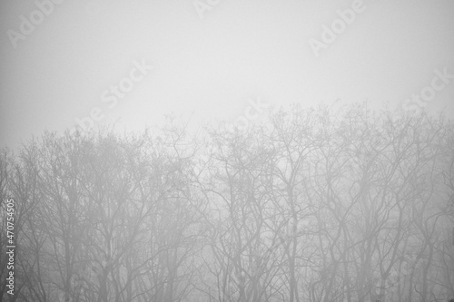 Mistic Trees in Fog