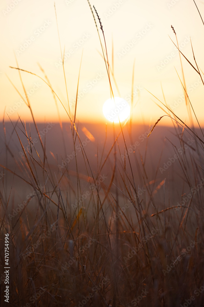 Fototapeta premium sunset in the field