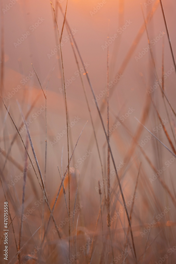 reeds in the fog reeds in the fog