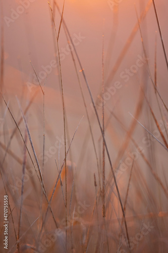 reeds in the fog