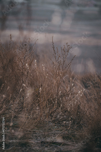 reeds in the fog