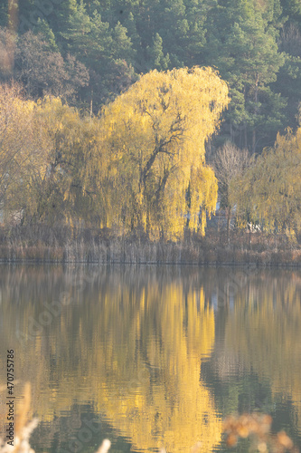 autumn in the forest