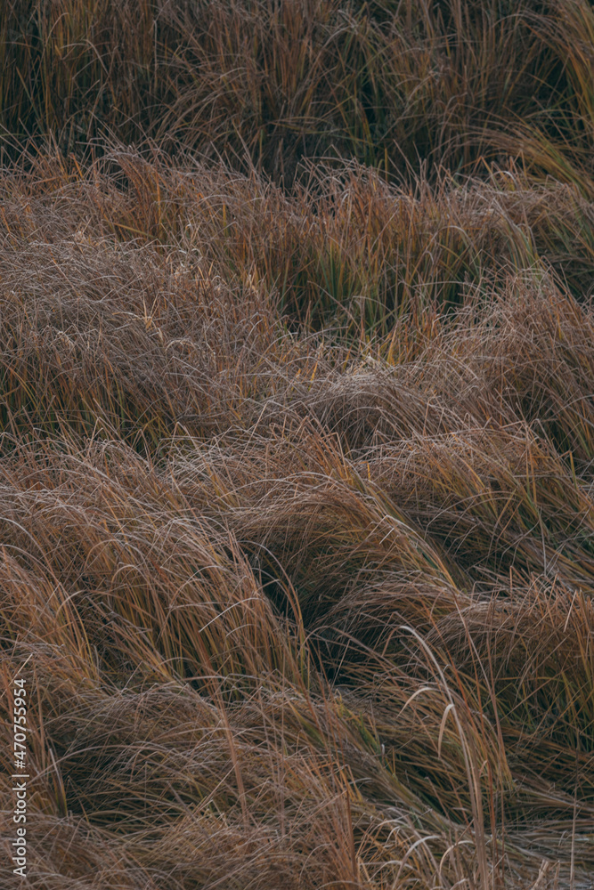 Fototapeta premium dunes in the dunes