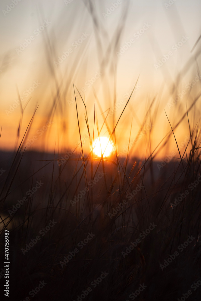 Fototapeta premium sunset in the field