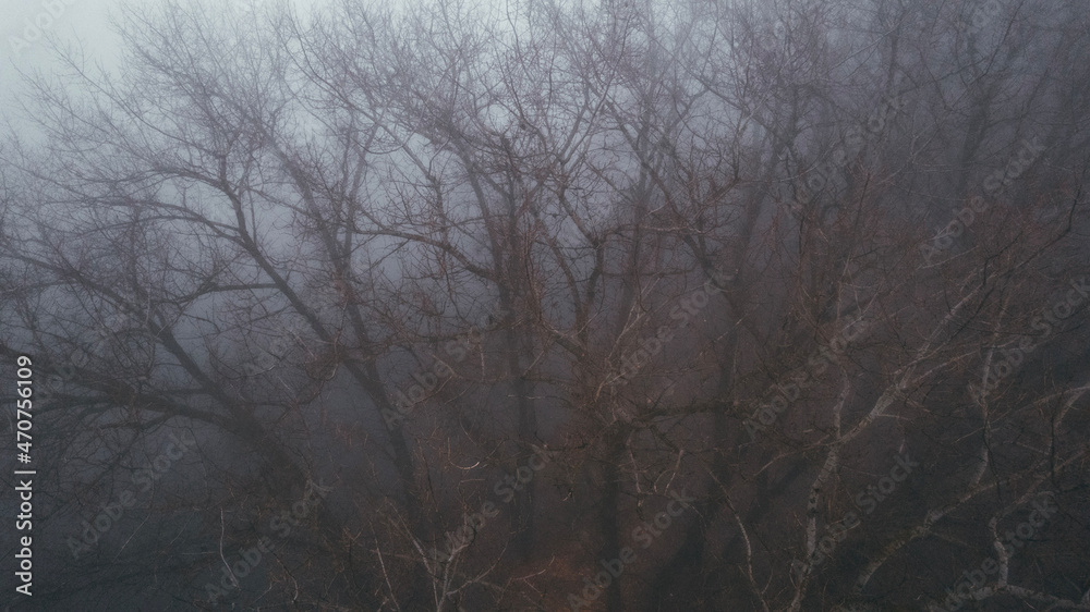 fog in the forest fog in the forest