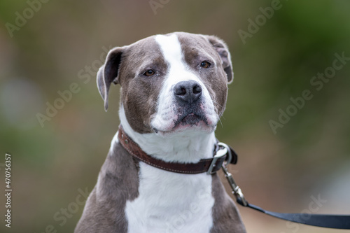 Fototapeta Naklejka Na Ścianę i Meble -  A male grey colored Pitbull or Blue Nose Pitbull dog with a black collar sitting on a trail. The muscular purebred dog is resting but looking forward attentively.  A green forest is in the background.