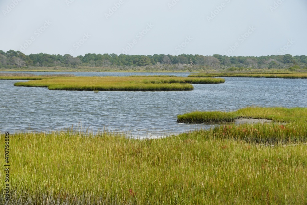 The view of the wet area and shallow water near Assateague Island, Maryland, U.S.A