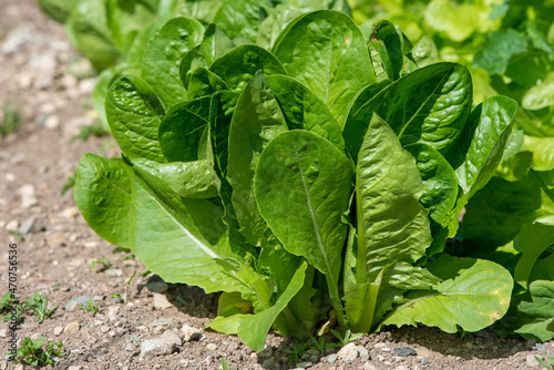 Bilde på lerret Large healthy raw organic green romaine lettuce growing in a garden on a farm