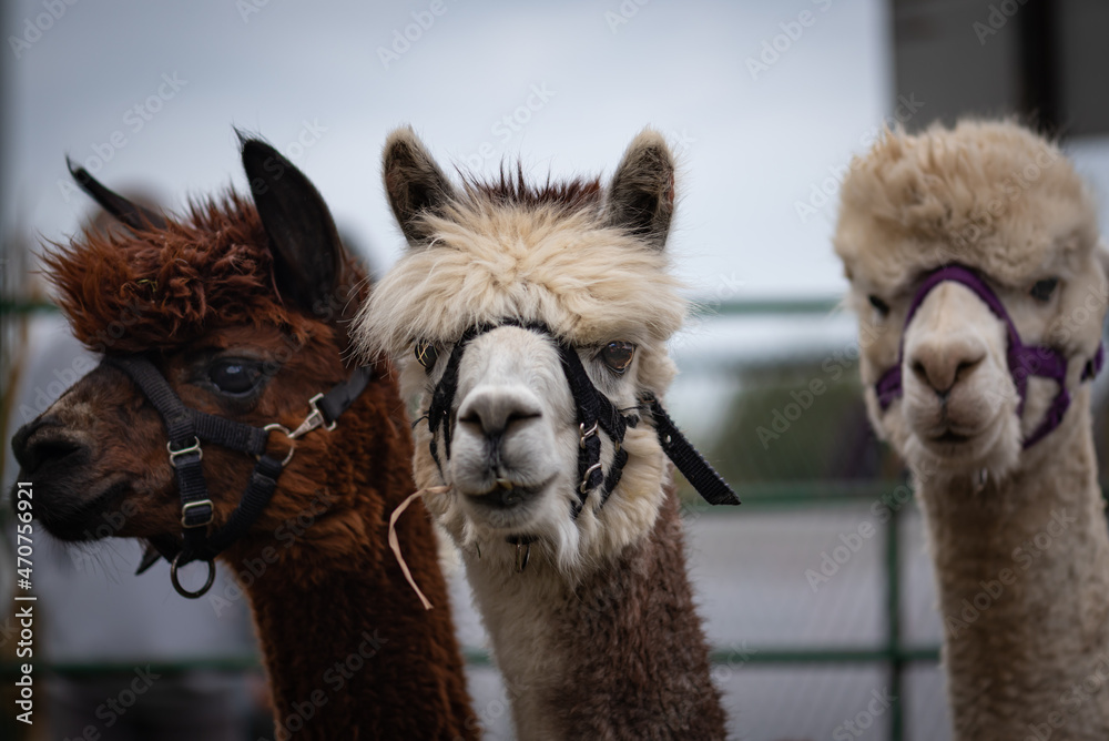 three alpacas wearing halters outdoors, cute eyes and inquisitive look
