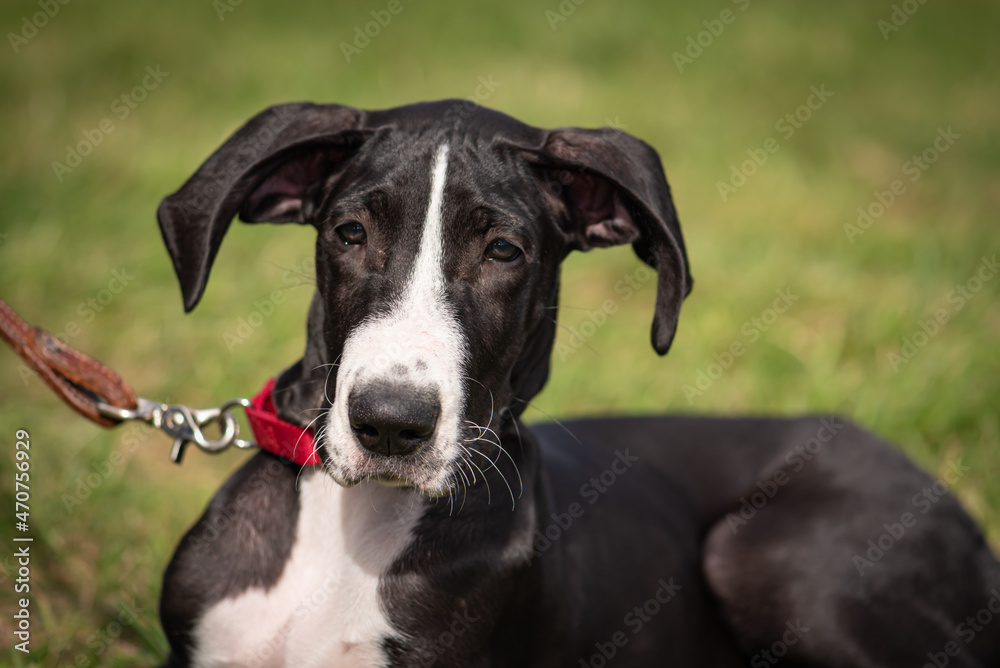 close up photo of great dane puppy. black and white on leash