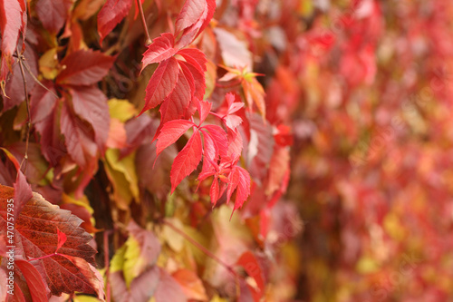 Autumn - red, yellow, orange, green leaves on Virginia creeper. Closeup