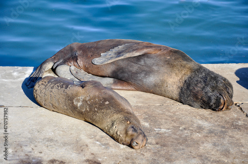 A couple of sea lions sleeping on the port's dock