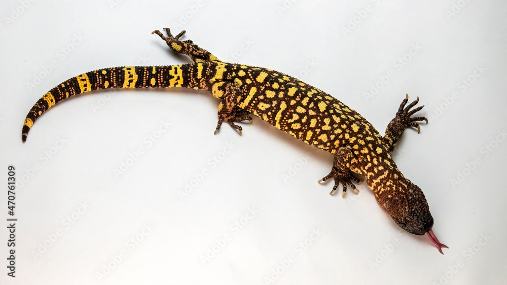 Naklejka premium Hissing Mexican Beaded Lizard Isolated on a White Background