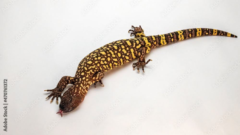 Naklejka premium Hissing Mexican Beaded Lizard Isolated on a White Background