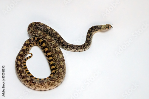 Gopher Snake Isolated on a White Background