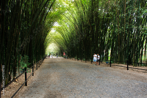 Bamboo tunnel for thai people and foreign travelers travel visit rest relax and posing portrait take photo in Wat Chulabhorn Wanaram Temple at Ban Phrik in Ban Na District of Nakhon Nayok, Thailand