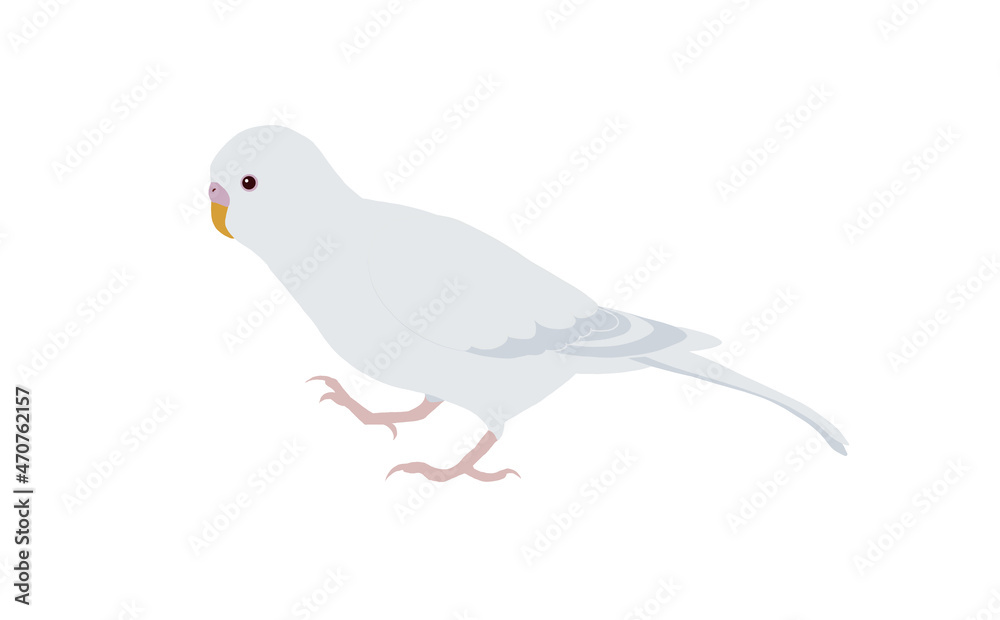 Fototapeta premium 歩く セキセイインコ アルビノ