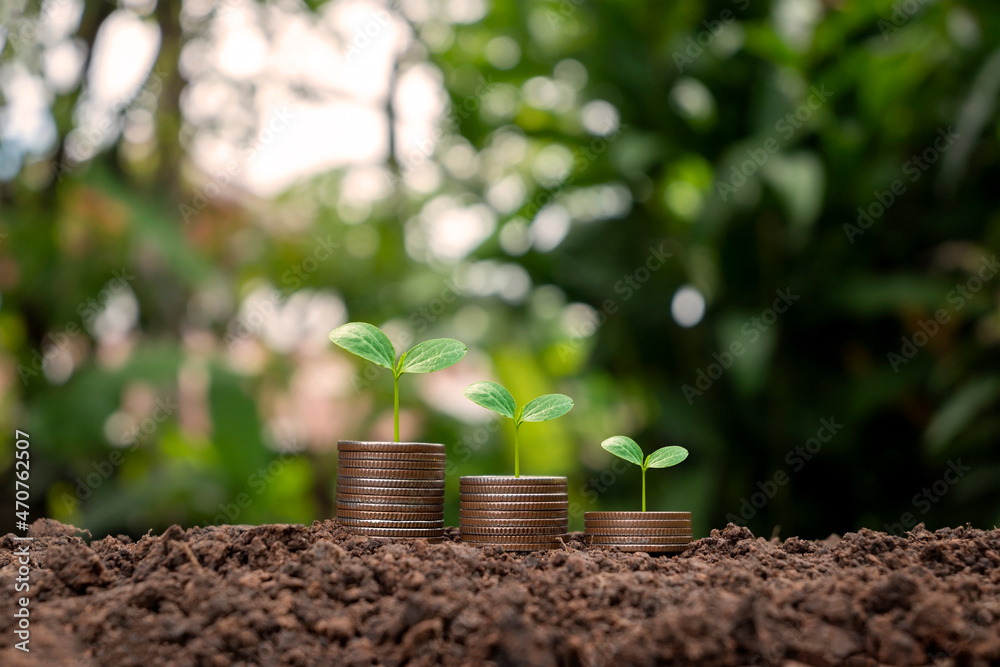 Trees are growing with money and fertile soil as a financial and investment idea.