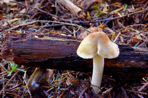 Forest Mushroom 02 photo