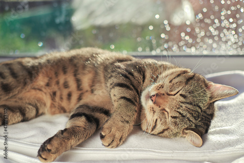 Fototapeta Naklejka Na Ścianę i Meble -  tabby grey cat lying on a windowsill and sleeping sweetly. lazy domestic cat under the sunlight.