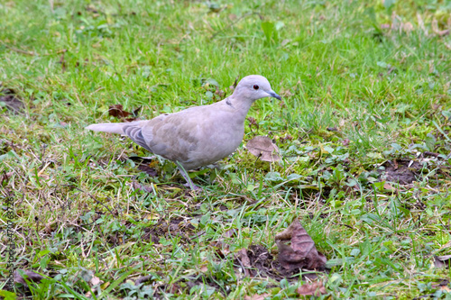 Turtle Dove in Grass 09