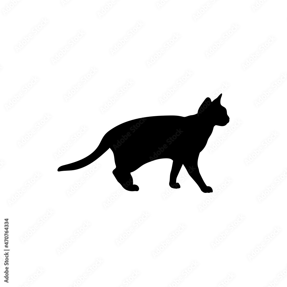 Obraz premium Cat