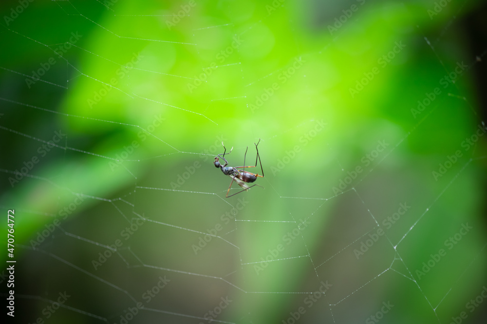 spider on web