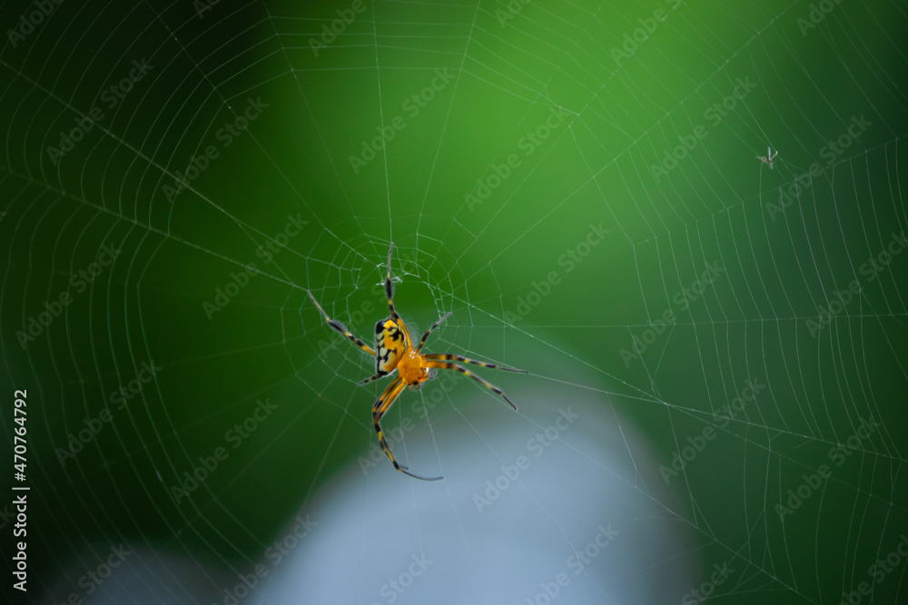 spider on web spider on web