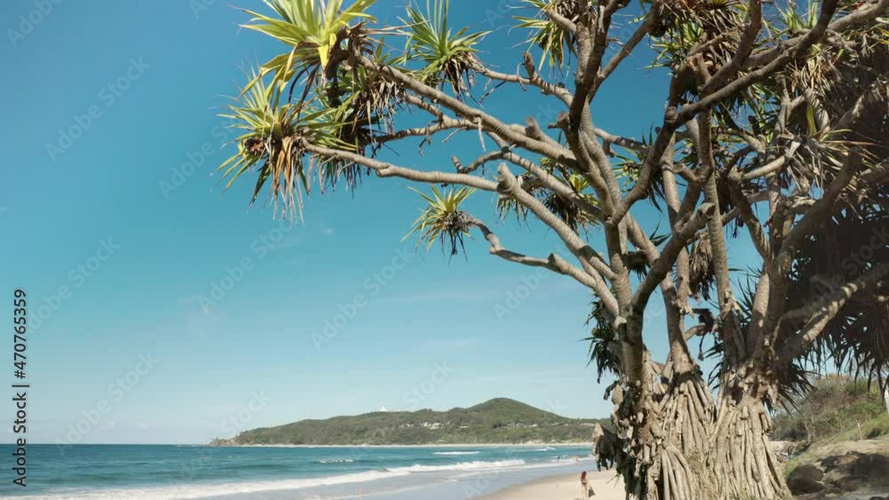 a wide shot of a pandanus tree and main beach at byron bay in northern nsw, australia a wide shot of a pandanus tree and main beach at byron bay in northern nsw, australia