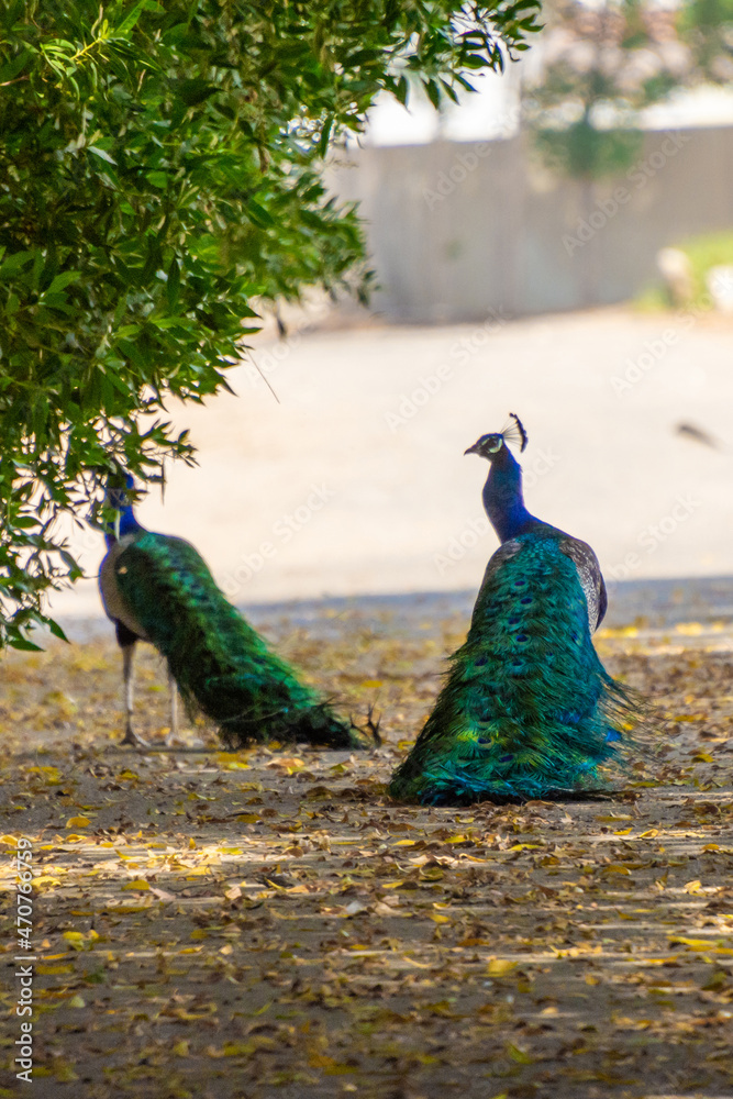 Obraz premium Peacock