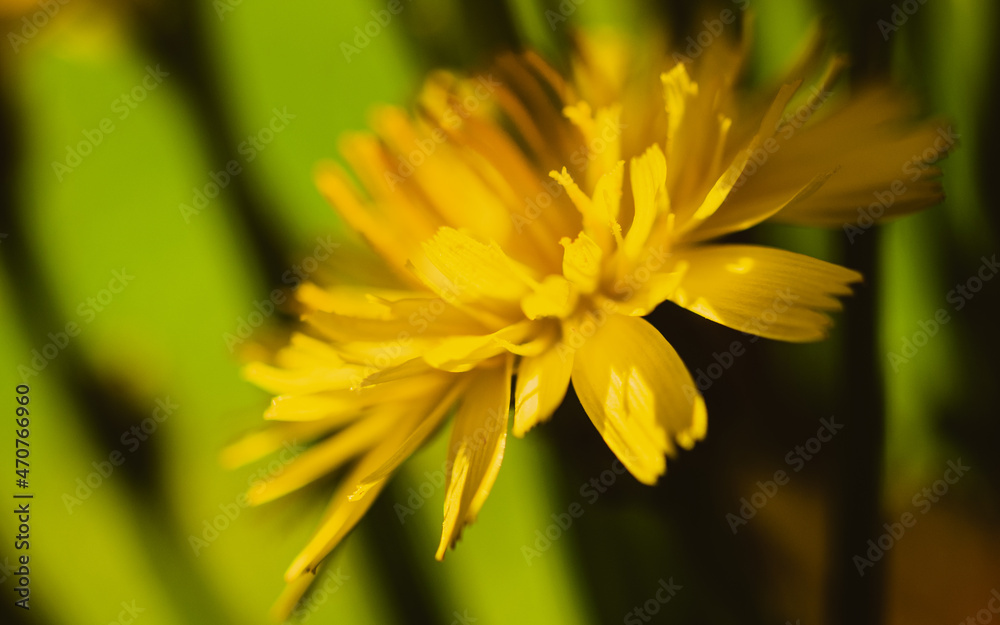 Yellow dandelion Yellow dandelion