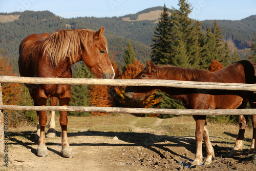 Horses near wooden paddock fence in mountains on sunny day © New Africa