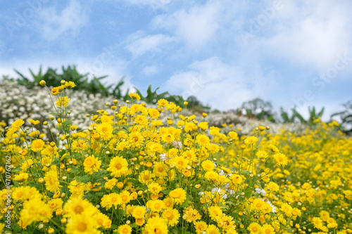 Yellow and white blooming chrysanthemum with blue sky background.Fields of beautiful flowers at Chiangmai, north of Thailand. 