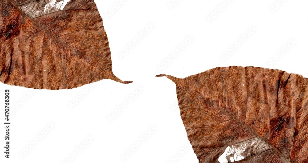 autumn dry leaf isolated on white background autumn dry leaf isolated on white background