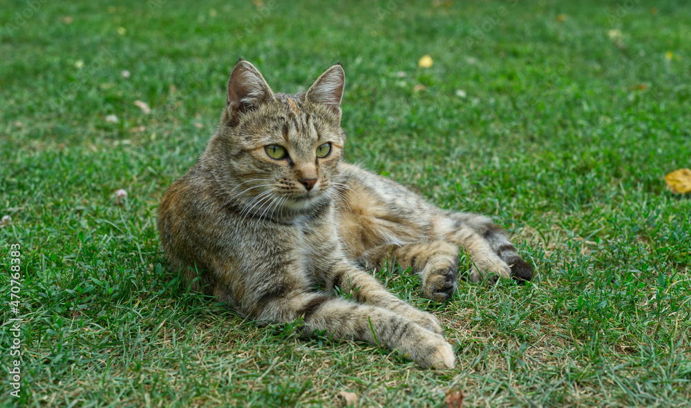 A cute gray golden cat is lying on the green grass. Close