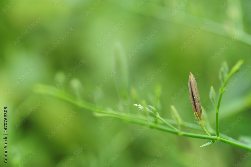 Brown sheath  of andrographis paniculata, commonly known as creat or green chiretta