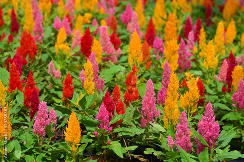 Close up Colorful Blooming Cocks comb, Foxtail amaranth, Celosia Plumosa or Celosia argentea