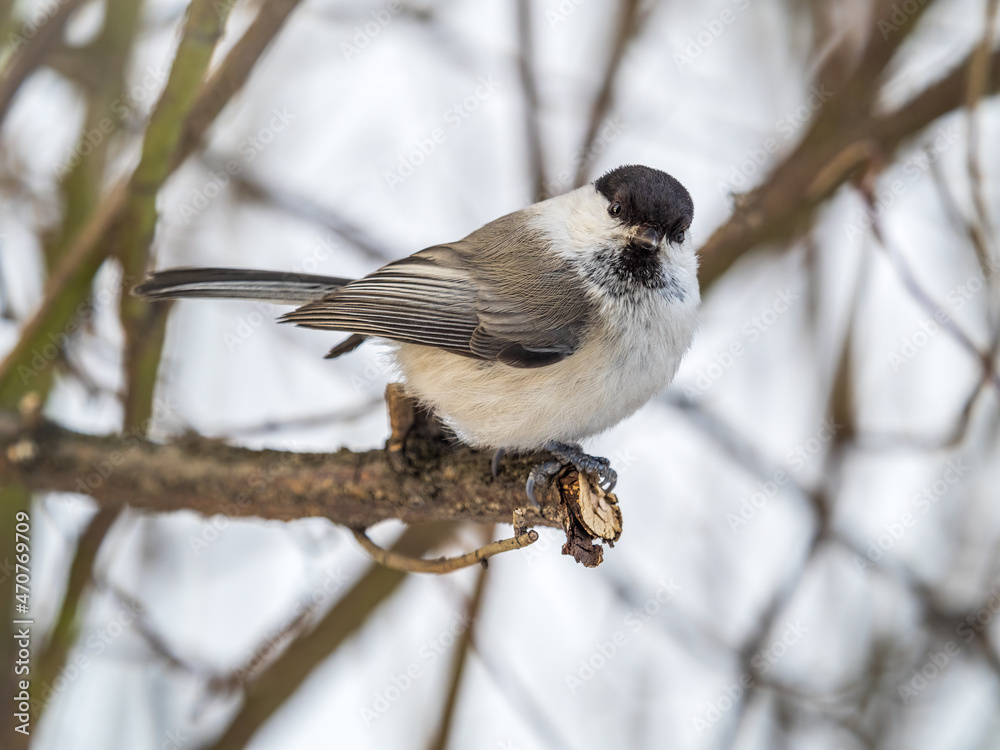 Cute bird the willow tit, song bird sitting on a branch without leaves in the winter. Cute bird the willow tit, song bird sitting on a branch without leaves in the winter.