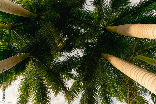 Fotografi Silhouette of tall palm trees with thick foliage against a bright sky at a beach
