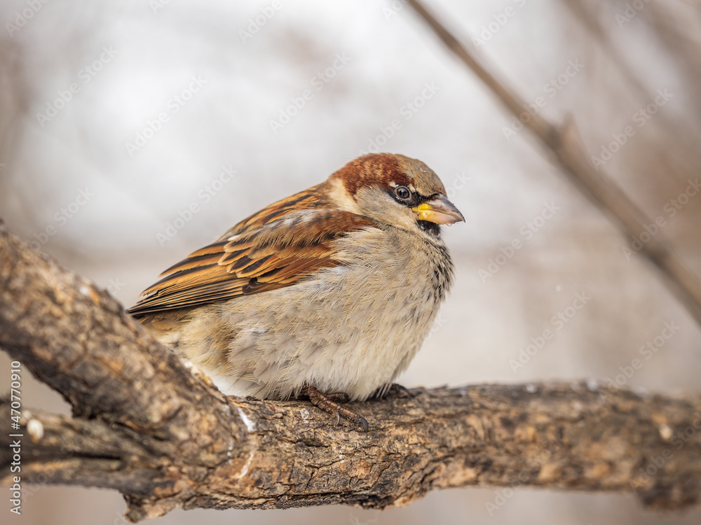 Sparrow sits on a branch without leaves. Sparrow sits on a branch without leaves.