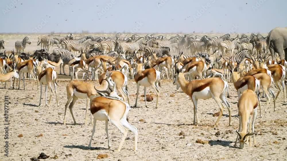 Herd Of Springbok And Zebras With Birds Flying At The Field In Etosha National Park, Namibia. wide