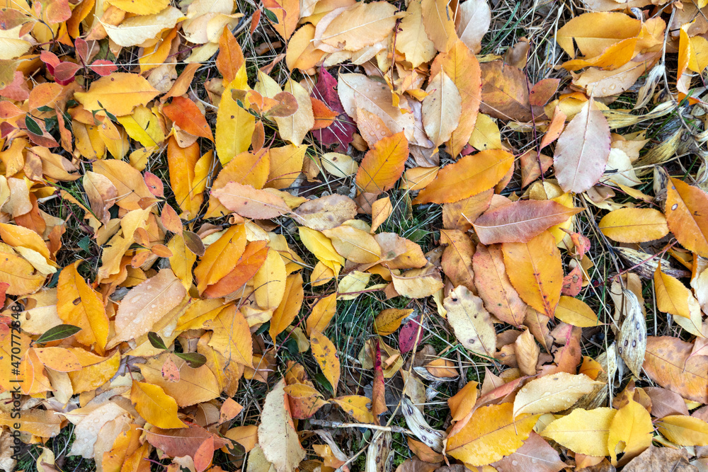 Fallen autumn leaves on the ground. Autumn colors. Background from leaves. Fallen autumn leaves on the ground. Autumn colors. Background from leaves.