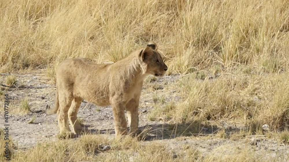 A Lion Cub Walks On The Savanna At Etosha National Park, Namibia, Africa On A Sunny Day - close up A Lion Cub Walks On The Savanna At Etosha National Park, Namibia, Africa On A Sunny Day - close up