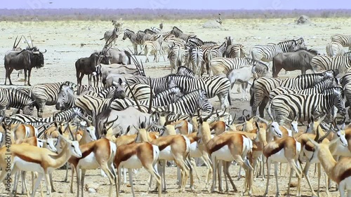 Herd Of Gemsbok, Zebra, Springbok And Wildebeest Gather Around Waterhole At Etosha National Park On A Sunny Summer Day In Africa. - wide shot
