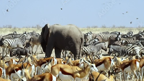 Wildlife In Etosha National Park, Lone African Elephant Standing In Midst Of Herd Of Springbok And Zebras. - wide shot