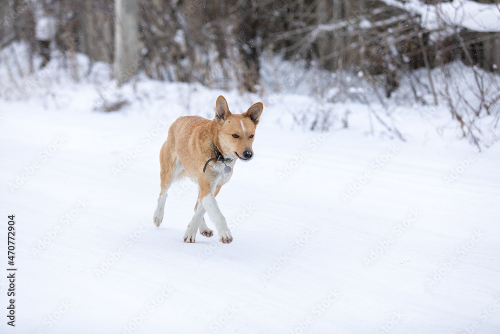 Cute red dog walking on white fresh snow at winter