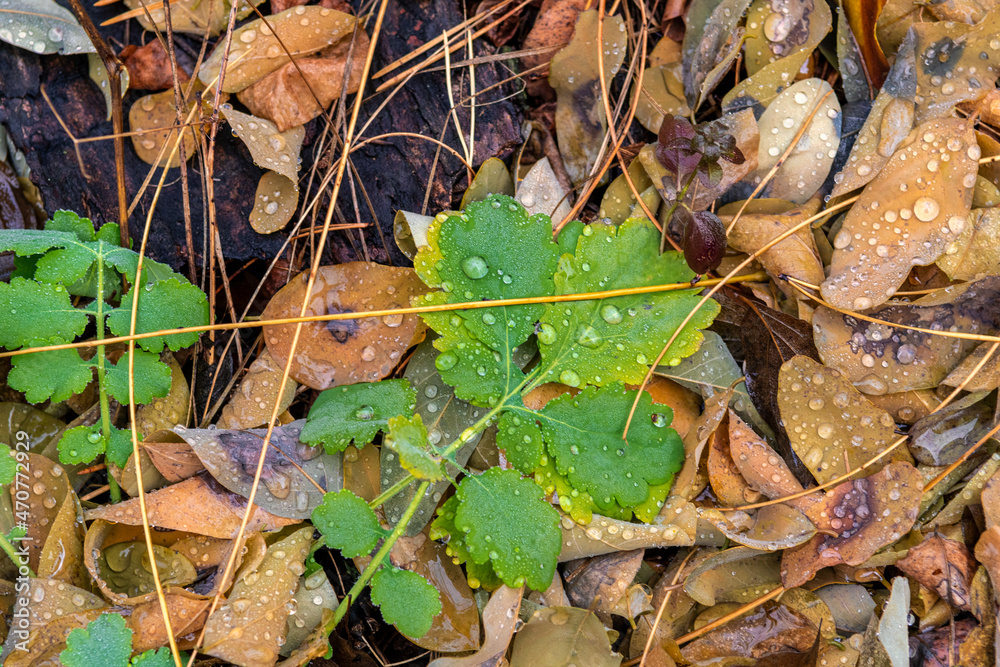 Fallen autumn leaves on the ground. Autumn colors. Background from leaves. Fallen autumn leaves on the ground. Autumn colors. Background from leaves.