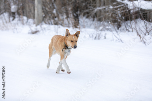 Cute red dog walking on white fresh snow at winter