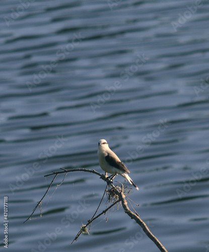 White bird in a lake